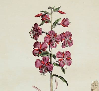 Antique Botanical Print ROSEBAY WILLOWHERB EPILOBIUM Flora Londinensis 1777