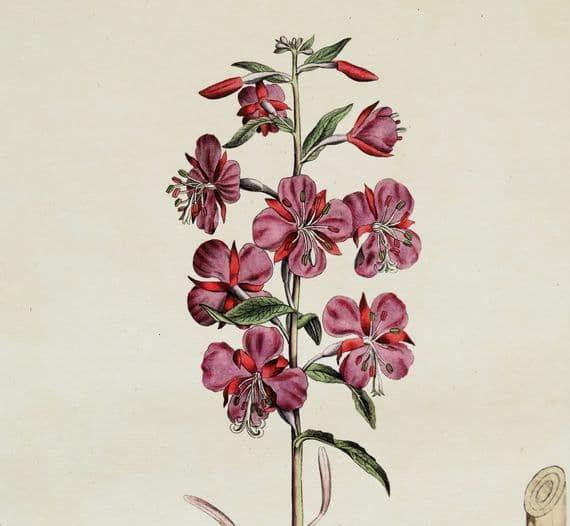 Antique Botanical Print ROSEBAY WILLOWHERB EPILOBIUM Flora Londinensis 1777