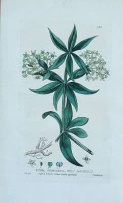 Antique Botanical Print  RUBIA INDIAN MADDER Baxter Engraved Flower Print 1835