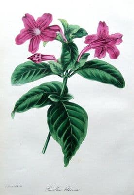 Antique Botanical Print  RUELLIA LILACINA Paxton Flower Print c1840