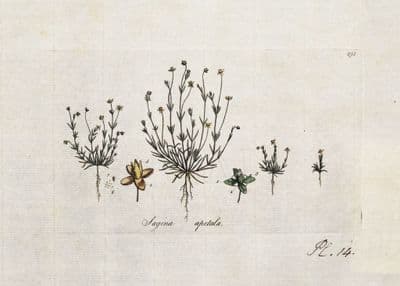 Antique Botanical Print SAGINA APETALA PEARLWORT Curtis Flora Londinensis 1777