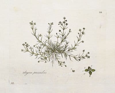 Antique Botanical Print SAGINA PEARLWORT Original Curtis Flora Londinensis 1777
