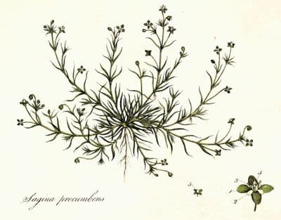 Antique  Botanical Print SAGINA PROCUMBENS Curtis Large Flora Londinensis Art 1777