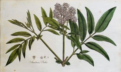 Antique Botanical Print SAMBUCUS DWARF ELDER Curtis Large engraving Flora Londinensis 1777