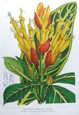 Antique Botanical Print  SANCHEZIA NOBILIS, Van Houtte, Flower Art c 1850