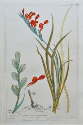 Antique Botanical Print SCARLET GLADIOLUS CUNONIA, Miller Large  flower engraving 1760