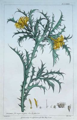 Antique Botanical Print SCOLYMUS, GOLDEN THISTLE Philip Miller vintage 1760