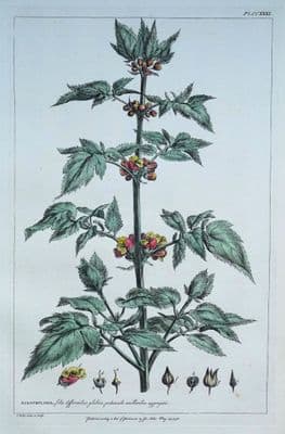 Antique Botanical Print SCROPHULARIA, FIGWORT Philip Miller large vintage 1760