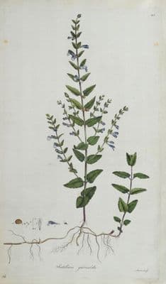 Antique Botanical Print SCUTELLARIA SKULLCAP Curtis Large Flora Londinensis 1777