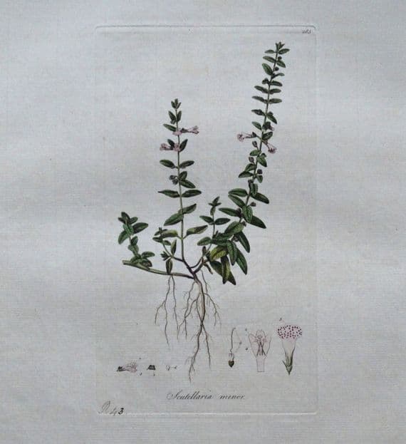 Antique Botanical Print SCUTELLARIA WILLOW HERB Curtis Flora Londinensis 1777