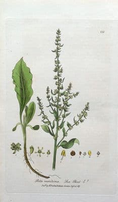 Antique Botanical Print  SEA BEET Beta Maritima Baxter  Engraved Plant Art  1837