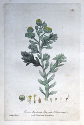 Antique Botanical Print  SEASIDE COTTON WEED Diotis Maritima BaxterEngraving  1843