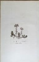 Antique  Botanical Print SEDUM ALBUM STONECROP Curtis Large Flora Londinensis 1777