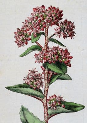 Antique Botanical Print  SEDUM TELEPHIUM Curtis Large Flora Londinensis 1777