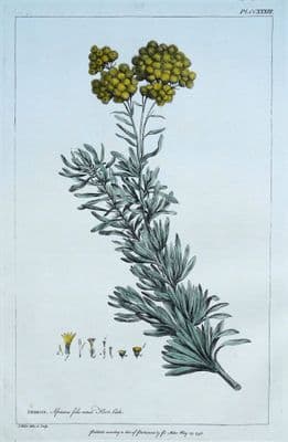 Antique Botanical Print SENECIO, GROUNDSEL Philip Miller large vintage 1760