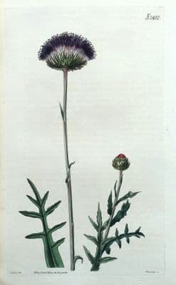 Antique Botanical Print SERRATULA SIMPLEX Original Hand Coloured Curtis 1824