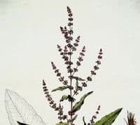 Antique Botanical Print SHARP POINTED DOCK Rumex Curtis Flora Londinensis 1777