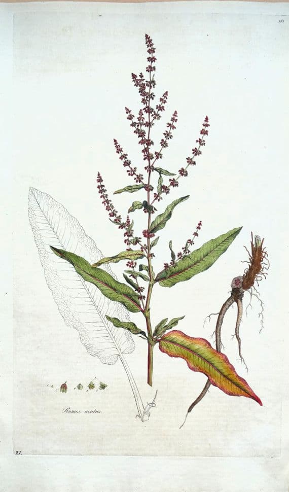 Antique Botanical Print SHARP POINTED DOCK Rumex Curtis Flora Londinensis 1777
