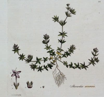 Antique  Botanical Print SHERADIA ARVENSIS  Curtis Large Flora Londinensis Art 1777