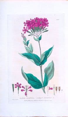 Antique Botanical Print SILENE ARMERIA Red Campion Baxter Flower Print 1835