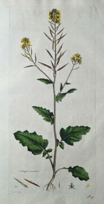 Antique Botanical Print SINAPSIS ARVENSIS, CHARLOCK, Curtis Flora Londinensis engraving 1777