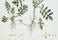 Antique Botanical Print SISYMBRIUM WATER ROCKET Curtis Flora Londinensis 1777