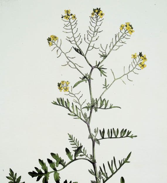 Antique Botanical Print SISYMBRIUM WATER ROCKET Curtis Flora Londinensis 1777