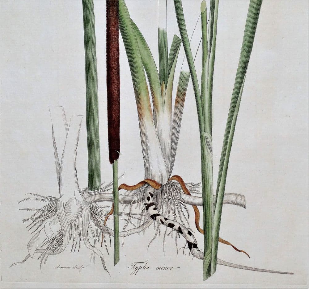Antique Botanical Print SMALL BULRUSH TYPHA Curtis Large Flora ...