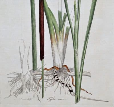 Antique Botanical Print SMALL BULRUSH TYPHA  Curtis Large Flora Londinensis 1777
