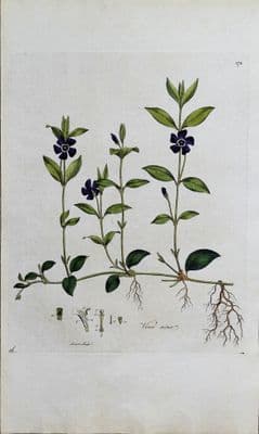 Antique Botanical Print SMALL PERIWINKLE Curtis Large Flora Londinensis Art 1777