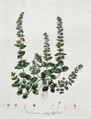 Antique  Botanical Print SMOOTH SPEEDWELL, VERONICA Curtis  Flora Londinensis Art 1777