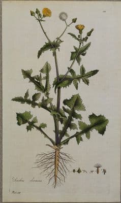 Antique Botanical Print SONCHUS OLERACEUS Curtis Large Flora Londinensis 1777