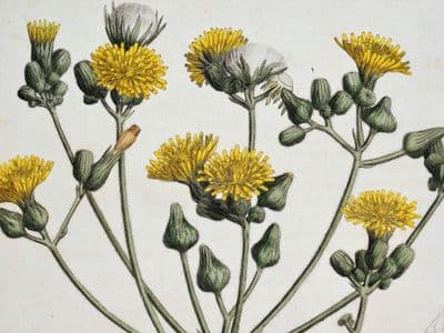 Antique Botanical Print SOWTHISTLE, SONCHUS PALUSTRIS Curtis  Large Flora Londinensis 1777