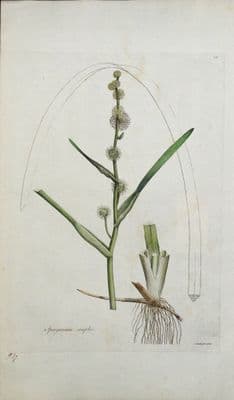 Antique Botanical Print SPARGANIUM  Small Bur Reed Curtis Flora Londinensis 1777