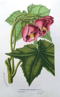 Antique Botanical Print  SPHAERALCEA NUTANS, MALVACEAE, VAN HOUTTE 1849