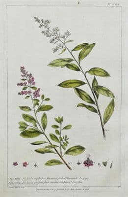 Antique  Botanical Print SPIRAEA, Miller Large hand coloured flower Art  1760