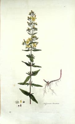 Antique Botanical Print ST JOHN'S WORT Curtis Large Flora Londinensis 1777