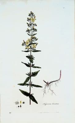 Antique Botanical Print ST.JOHN'S WORT, HYPERICUM, Curtis  Flora Londinensis 1777