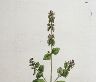 Antique Botanical Print STACHYS ARVENSIS  Curtis Large  Flora Londinensis 1777