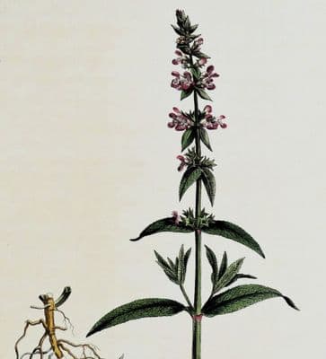 Antique Botanical Print STACHYS PALUSTRIS Curtis Large Flora Londinensis 1777
