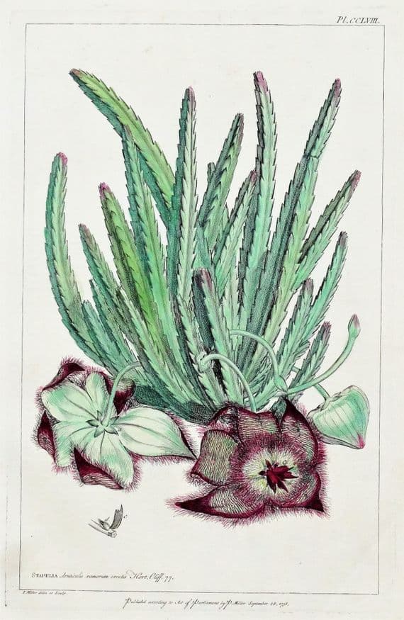 Antique Botanical Print STAPELIA, SWALLOW WORT, Miller Large flower engraving 1760