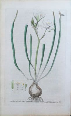 Antique Botanical Print  STAR Of BETHLEHEM Baxter Engraved Flower Print 1835