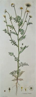 Antique Botanical Print  STINKING MAYWEED, ANTHEMIS COTULA Curtis Flora Londinensis 1777