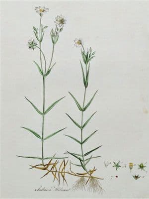 Antique Botanical Print  STITCHWORT, STELLARIA  Curtis Flora Londinensis 1777