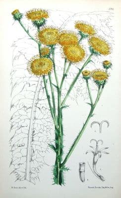 Antique Botanical Print  STOBAEA SPHAEROCEPHALA, Walter Hood Fitch  1868