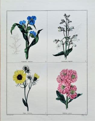 Antique Botanical Print  STOCK ,FOXGLOVE Original Vintage Engraving 1831