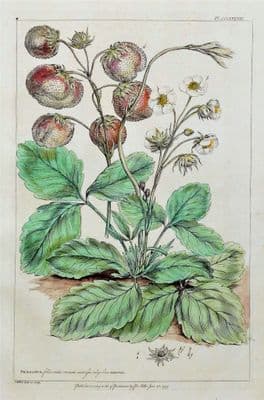 Antique Botanical Print STRAWBERRY, FRAGARIA Miller Large  flower print 1760