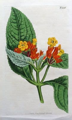 Antique Botanical Print STRIPED FLOWERED BESLERIA Curtis Hand Coloured 1808