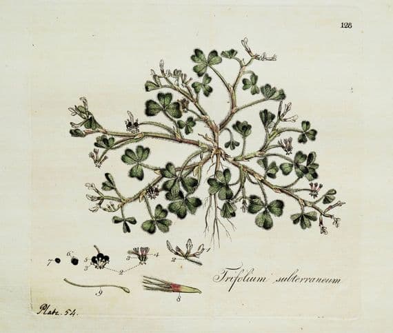 Antique Botanical Print SUBTERRANEUM CLOVER Curtis Flora Londinensis 1777