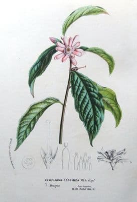 Antique Botanical Print  SYMPLOCOS COCCINEA Van Houtte, 1846